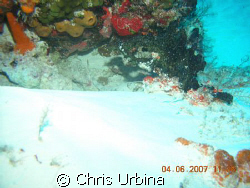 I did not see the stingray or the duck shadow when I shot... by Chris Urbina 